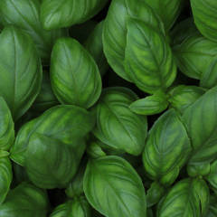 Basil