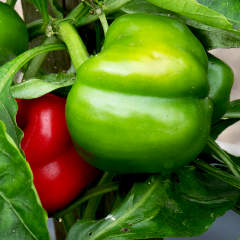 Bell Peppers