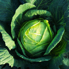Cabbage