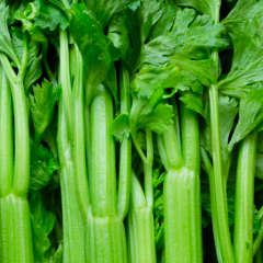 Celery