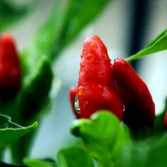 Chili Peppers