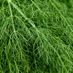 Dill