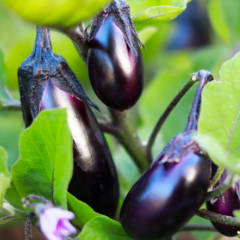 Eggplant