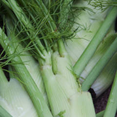 Fennel