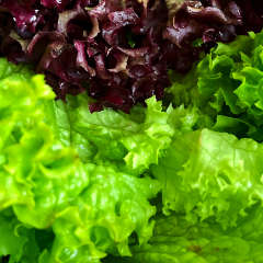 Lettuce