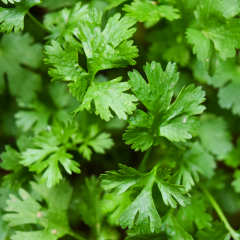 Parsley