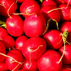 Radishes