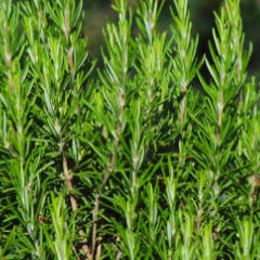 Rosemary